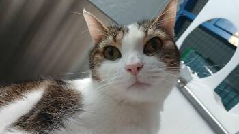 Cole -  Domestic Short Hair Cat Available for Adoption in Cullowhee, North Carolina - Cole | PetCurious