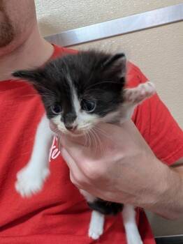 Rescue Domestic Short Hair Cats for Adoption in Leander, Texas - Hayden | PetCurious