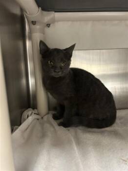 Bahamas -  Domestic Short Hair Cat for Adoption in Montreal, Quebec - Bahamas | PetCurious