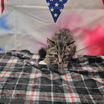 Domestic Short Hair Cats Available for Adoption in Wylie, Texas - CEDAR | PetCurious