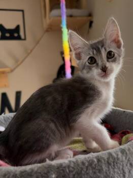 Cameron -  Domestic Short Hair Cat for Adoption in West Palm Beach, Florida - Cameron | PetCurious