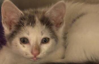MARNY -  Domestic Short Hair Cat for Adoption in Elizabethton, Tennessee - MARNY | PetCurious