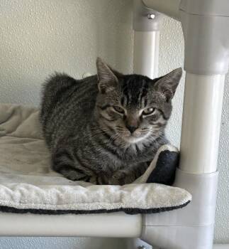 Kimchi -  Domestic Short Hair Cat for Adoption in Suffolk, Virginia - Kimchi | PetCurious