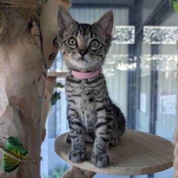 Dahlia (Female Kitten) -  Domestic Short Hair Cat for Adoption in Los Altos, California - Dahlia (Female Kitten) | PetCurious