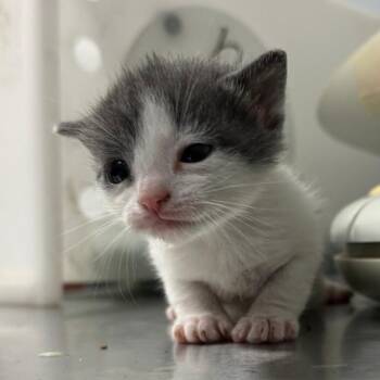 Domestic Short Hair Cats Available for Adoption in Columbus, Georgia - Galaxy Destroyer 5005 | PetCurious
