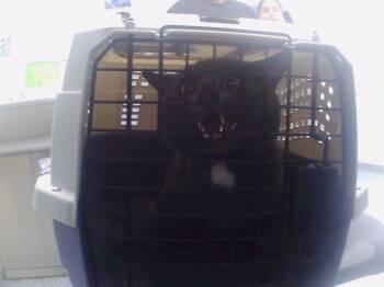 A1268500 -  Domestic Medium Hair Cat for Adoption in Charlotte, North Carolina - A1268500 | PetCurious