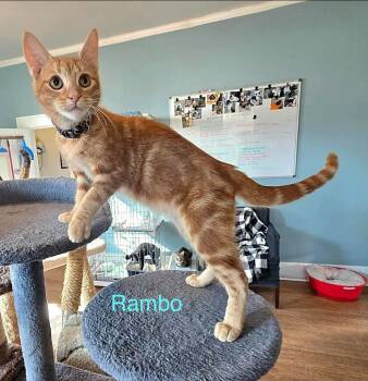 Rescue American Shorthair Cats for Adoption in El Dorado, Arkansas - Rambo | PetCurious