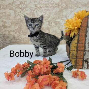 Rescue Domestic Short Hair Cats for Adoption in Parkersburg, West Virginia - Bobby | PetCurious