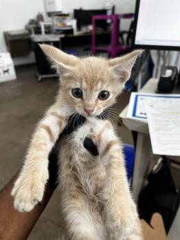BANDIT -  Domestic Medium Hair Cat for Adoption in Dallas, Texas - BANDIT | PetCurious