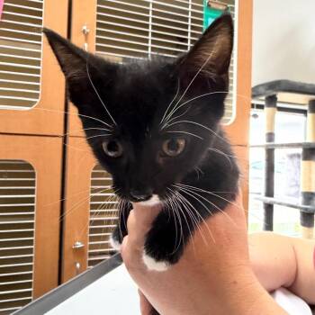 Kiwi -  Domestic Short Hair Cat for Adoption in Idaho Falls, Idaho - Kiwi | PetCurious