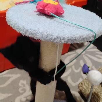 Danimal -  Domestic Short Hair Cat for Adoption in Gainesville, Florida - Danimal | PetCurious