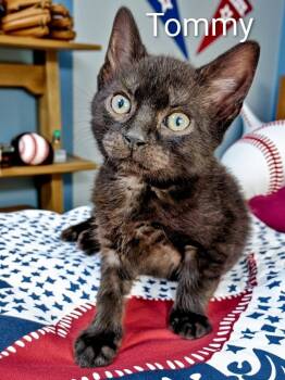 Tommy -  Domestic Short Hair Cat for Adoption in Jim Thorpe, Pennsylvania - Tommy | PetCurious