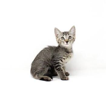 Deer Tiger -  Domestic Short Hair Cat for Adoption in Florence, Arizona - Deer Tiger | PetCurious