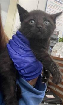 Domestic Short Hair Cats Available for Adoption in Dallas, Texas - AURORA | PetCurious