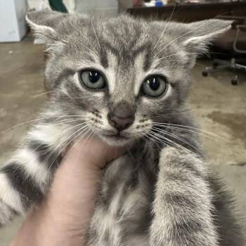 CiCi -  Domestic Short Hair Cat for Adoption in Corbin, Kentucky - CiCi | PetCurious