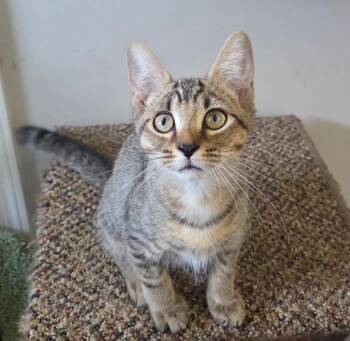 Peppermint Butter -  Domestic Short Hair Cat for Adoption in Lancaster, Pennsylvania - Peppermint Butter | PetCurious