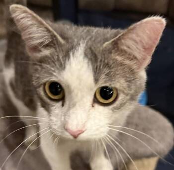 Maisie -  Domestic Short Hair Cat for Adoption in Chattanooga, Tennessee - Maisie | PetCurious