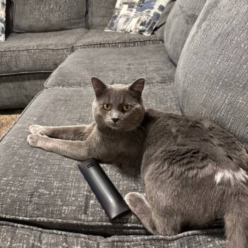 Rescue Domestic Short Hair Cats for Adoption in Spokane, Washington - Igor | PetCurious