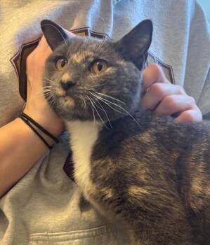 Rescue Tortoiseshell Cats for Adoption in Colmar, Pennsylvania - Stevie | PetCurious