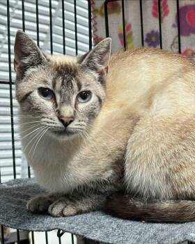 Rescue Siamese Cats for Adoption in Tillsonburg, Ontario - MALIBU | PetCurious