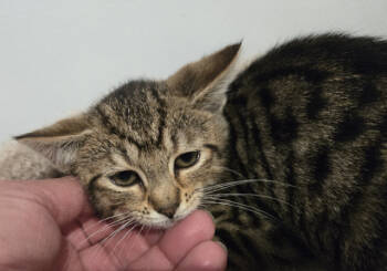 Rescue Domestic Short Hair Cats for Adoption in Rockaway, New Jersey - Fife KITTEN | PetCurious