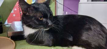 Rescue Domestic Short Hair Cats for Adoption in Crocker, Missouri - Mr. Boots | PetCurious