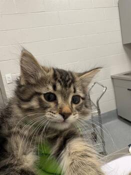 VENOM -  Domestic Short Hair Cat for Adoption in Indianapolis, Indiana - VENOM | PetCurious