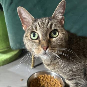 Rocky -  Domestic Short Hair Cat for Adoption in Alexandria, Virginia - Rocky | PetCurious