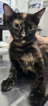 Sheba -  Domestic Short Hair Cat for Adoption in Hillsdale, Indiana - Sheba | PetCurious