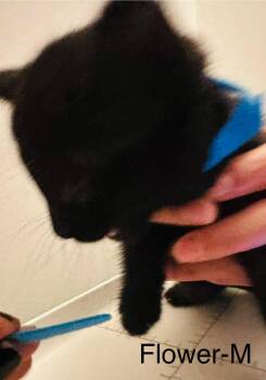 Flower -  Domestic Short Hair Cat for Adoption in Cloquet, Minnesota - Flower | PetCurious