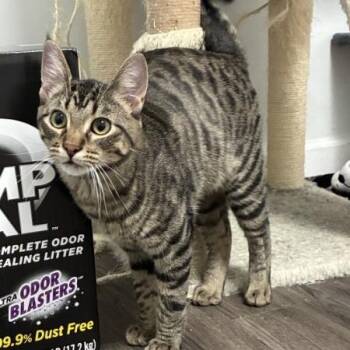 Tuna Fish -  Domestic Short Hair Cat for Adoption in Greenwood, Missouri - Tuna Fish | PetCurious