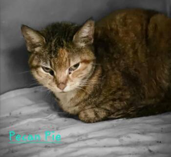 Domestic Short Hair Cats Available for Adoption - Pecan Pie | PetCurious