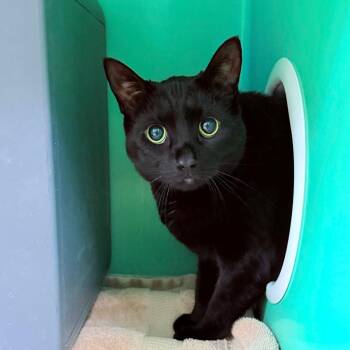 Domestic Short Hair Cats Available for Adoption - Luna | PetCurious