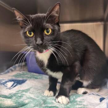 Nomi -  Domestic Short Hair Cat for Adoption in Lakeland, Florida - Nomi | PetCurious