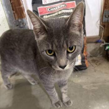 Domestic Short Hair Cats Available for Adoption in Rochester, Minnesota - Found SE Rochester MN | PetCurious