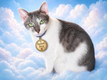 Domestic Short Hair Cats Available for Adoption in Charlotte, North Carolina - Monroe | PetCurious