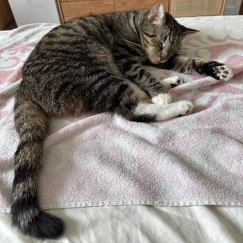 Bebe -  Domestic Short Hair Cat for Adoption in New York, New York - Bebe | PetCurious