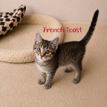 French Toast -  Domestic Short Hair Cat for Adoption in Parkersburg, West Virginia - French Toast | PetCurious