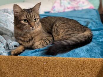 Domestic Medium Hair Cats Available for Adoption in Trenton, New Jersey - Rhea | PetCurious