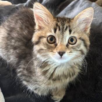 Carol from Customer Service -  Domestic Short Hair Cat for Adoption in Muncie, Indiana - Carol From Customer Service | PetCurious