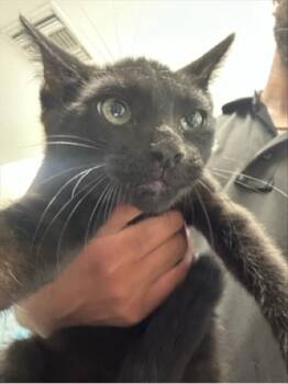 BONGO -  Domestic Short Hair Cat for Adoption in West Palm Beach, Florida - BONGO | PetCurious