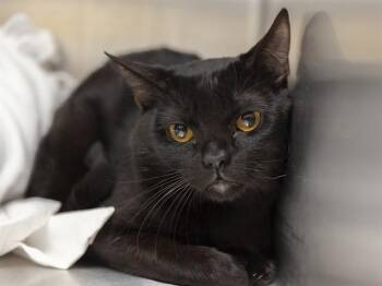 Domestic Short Hair Cats Available for Adoption in Phoenix, Arizona - VINNIE | PetCurious