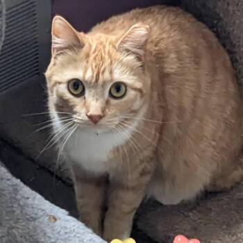 Domestic Short Hair Cats Available for Adoption - Blondie | PetCurious