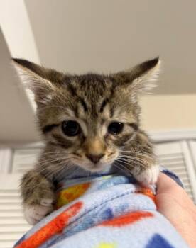 Trill -  Domestic Short Hair and Tabby Cat Available for Adoption in New York, New York - Trill | PetCurious