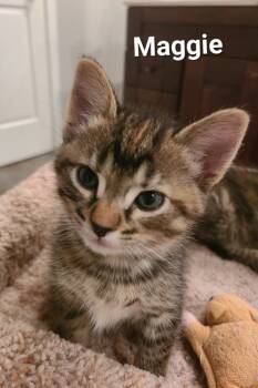 Rescue Domestic Short Hair Cats for Adoption in Elizabeth, Illinois - Maggie | PetCurious