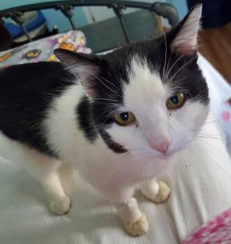 Domestic Short Hair Cats Available for Adoption in Naugatuck, Connecticut - Ollie | PetCurious