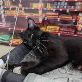 Domestic Short Hair Cats Available for Adoption - Twix | PetCurious