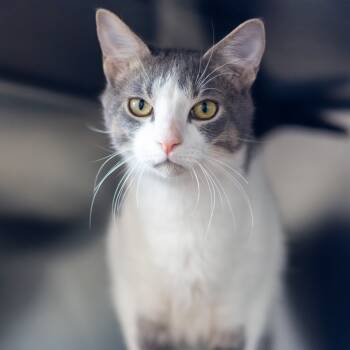 Rescue Domestic Short Hair Cats for Adoption in Wilmington, Delaware - Ice Cream (bonded With Chips) | PetCurious