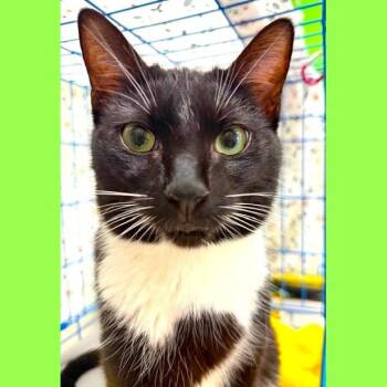 Domestic Short Hair Cats Available for Adoption - Conan | PetCurious