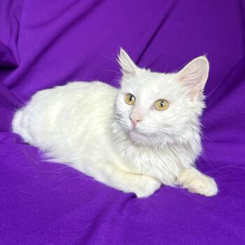SUGAR -  Domestic Short Hair Cat for Adoption in Rowland Heights, California - SUGAR | PetCurious